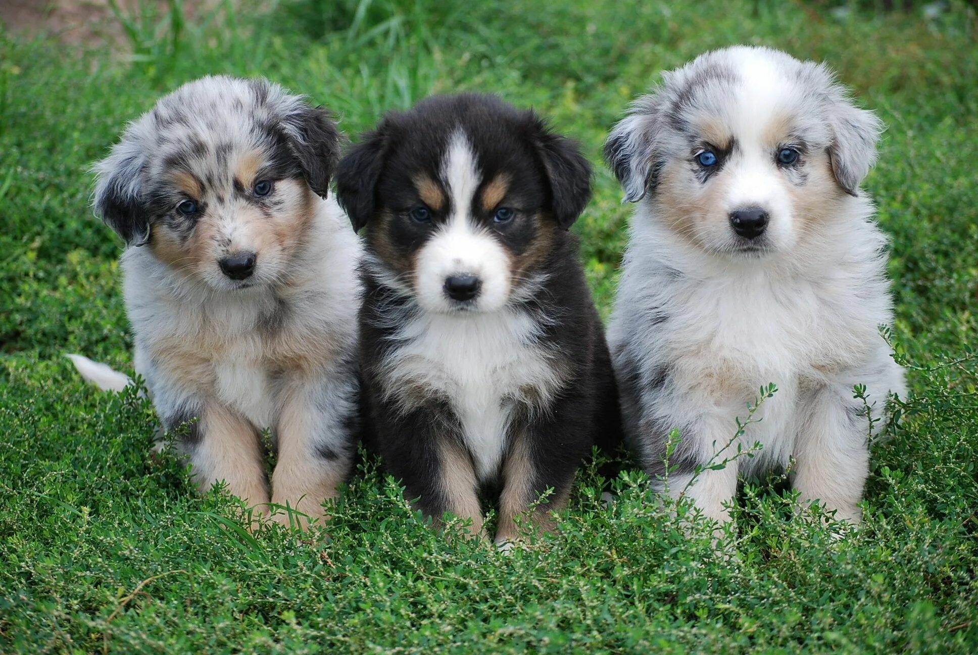 Разные щенки фото с названиями Cute Australian Shepherd Puppies