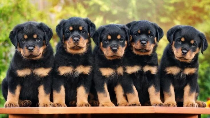 Разные щенки фото с названиями Cachorros de rottweiler StevenKeough Rottweiler puppies, Rottweiler breed, Puppi