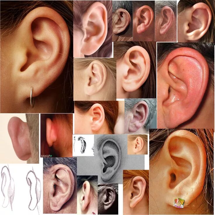 Разные уши фото Human Ears Collage Anatomy reference, Face drawing reference, Anatomy for artist