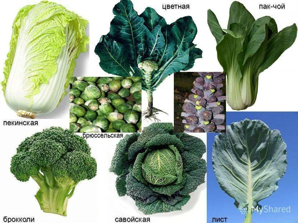 Разные виды капусты фото и названия Сорта капусты брокколи с названием и описанием: 50 лучших видов с фото