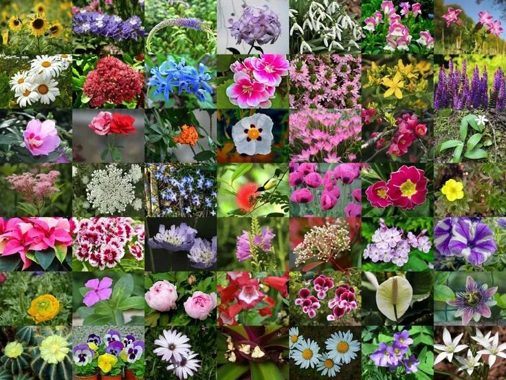 Разные виды цветов фото Best Of List Of Flower Names A To Z Common And Easy Grow Types And View Huerto j