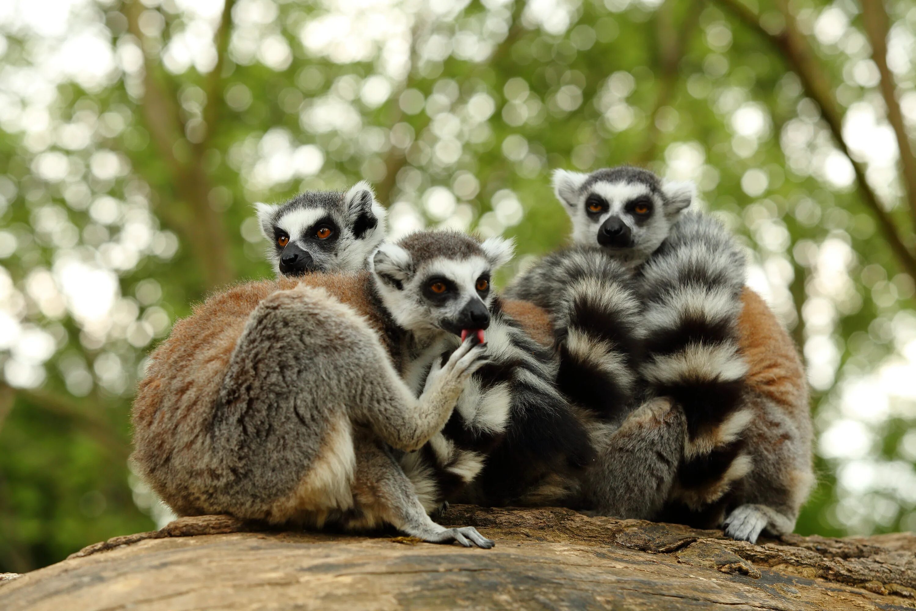 Разные виды животных фото Free Images : group, animal, wildlife, zoo, mammal, fauna, primate, vertebrate, 