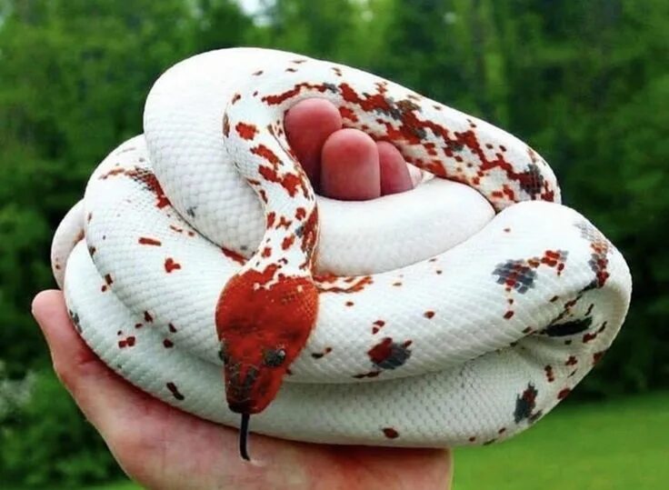 Разные змеи фото Non-native dominican red mountain boa, with the genetic morph calico. This photo