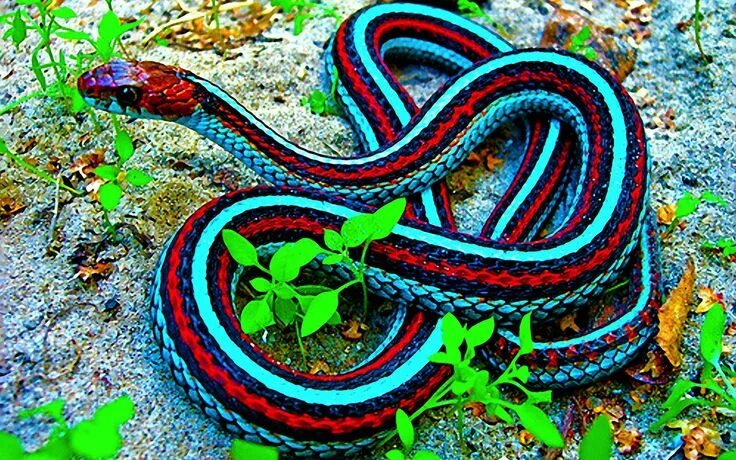 Разные змеи фото Pin on Red and Blue Beautiful snakes, Colorful animals, Pet snake