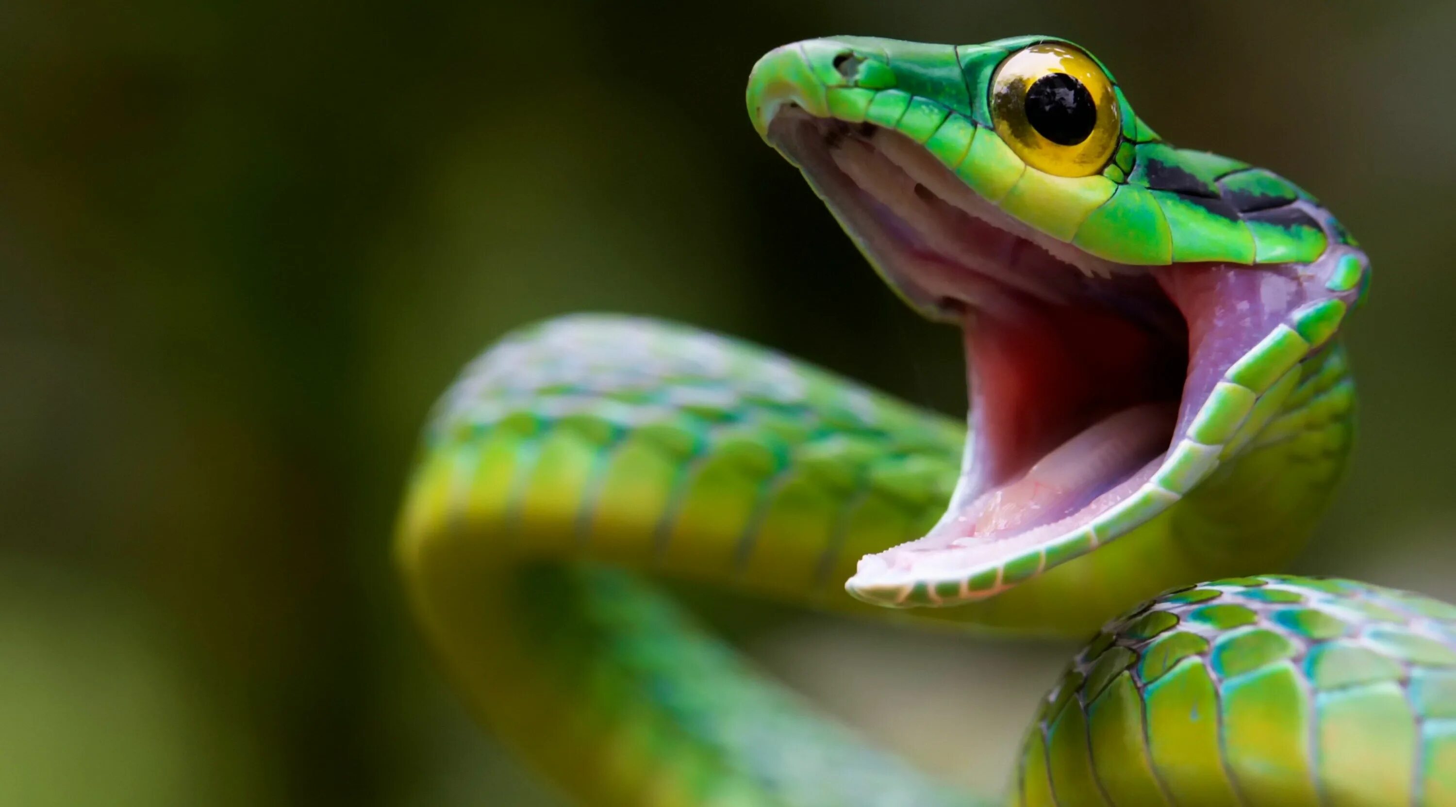 Разные змеи фото 3840x2130 satiny parrot snake 4k pc wallpaper free download hd Snake wallpaper, 