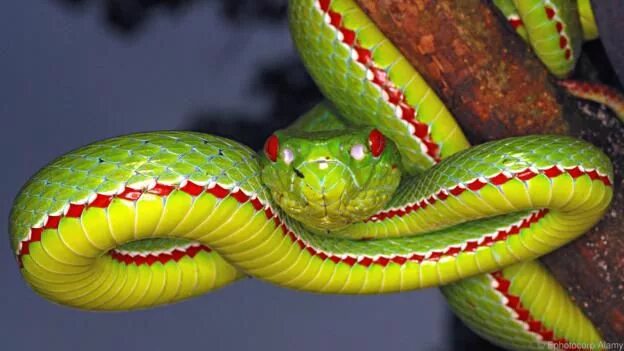 Разные змеи фото BBC Earth Home Snake, Snake photos, Snake images