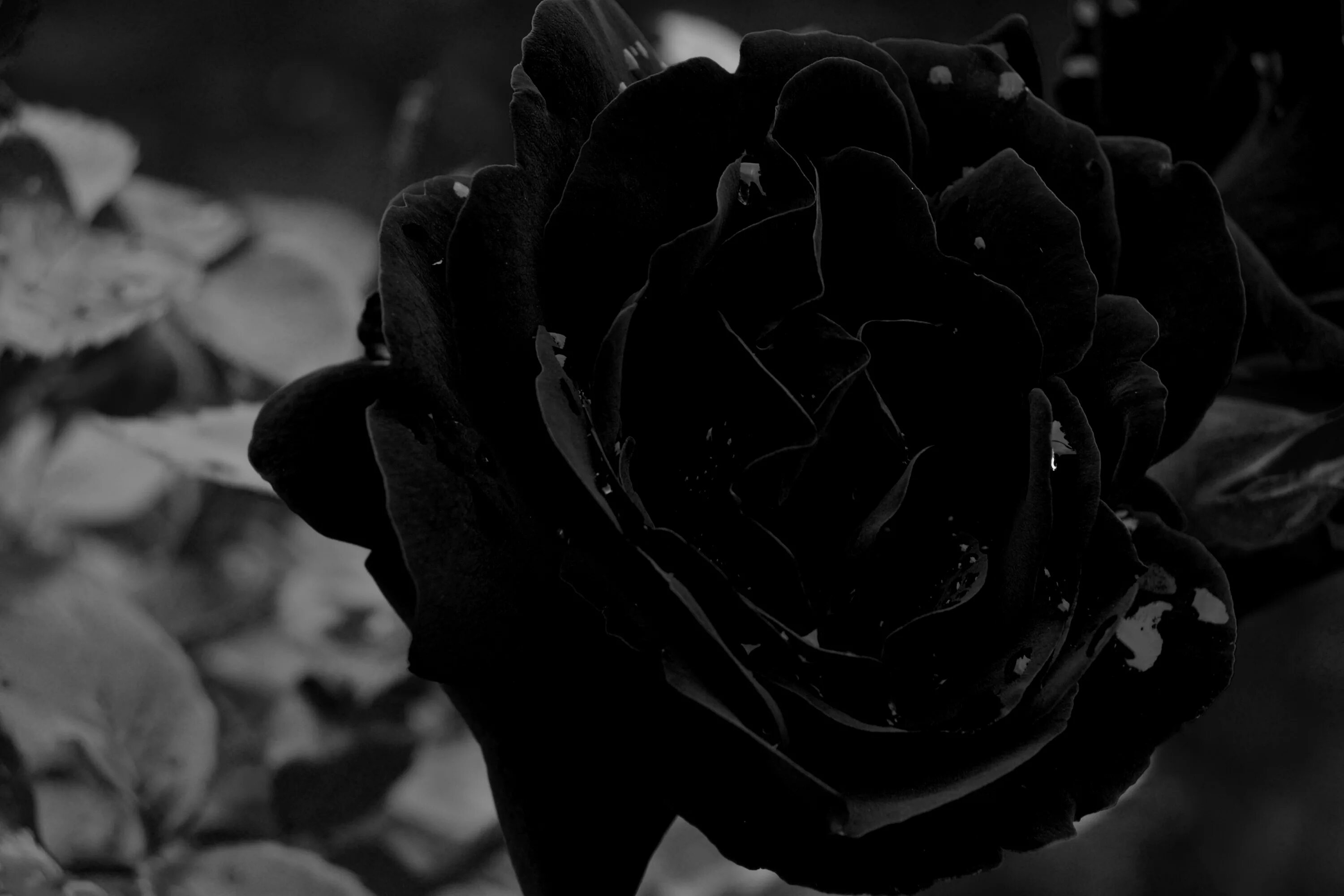 Разный черный фото Free Images : black and white, leaf, flower, petal, rose, darkness, flora, close