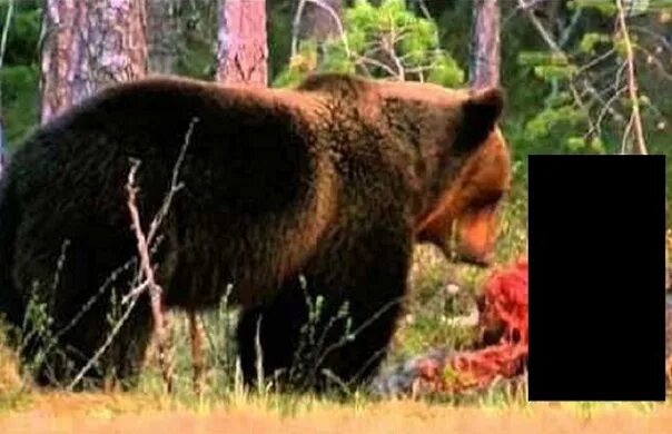 Разорванные медведем фото An angry bear dined with people Hands and feet everywhere. Details: https://tara