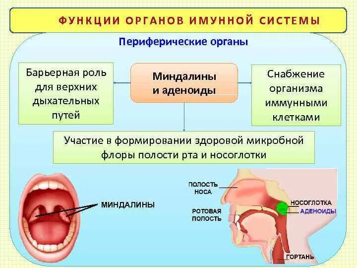 Разрастание лимфоидной ткани миндалины фото Парные миндалины: найдено 86 изображений