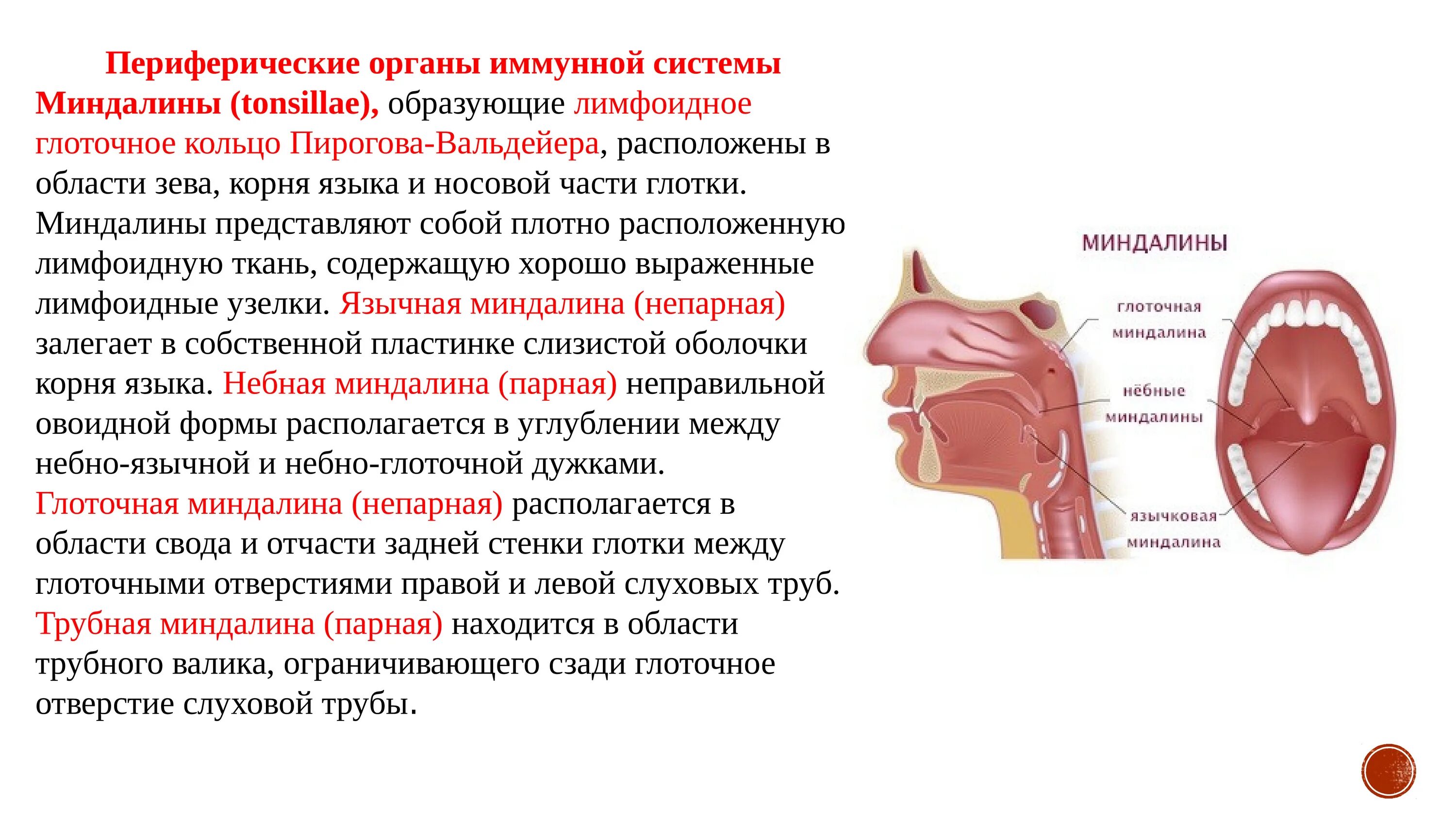 Разрастание лимфоидной ткани миндалины фото Миндалины глоточного кольца рисунок