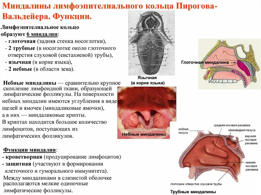 Разрастание лимфоидной ткани миндалины фото Картинки ГЛОТКА ЛИМФОИДНОЕ КОЛЬЦО ГЛОТКИ