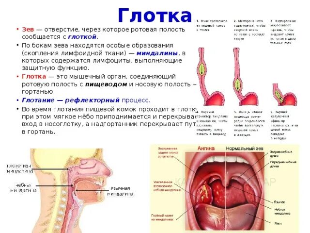 Разрастание лимфоидной ткани миндалины фото Пищеварительная система. - Биология - Презентации - 8 класс