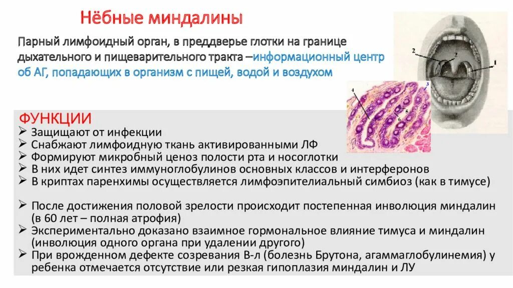 Разрастание лимфоидной ткани миндалины фото Картинки СТРОЕНИЕ НЕБНОЙ МИНДАЛИНЫ