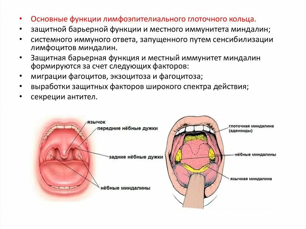 Разрастание лимфоидной ткани в горле фото ФЕНОМЕН ВАЛЬДЕЙЕРА Эпонимы и Мы Дзен