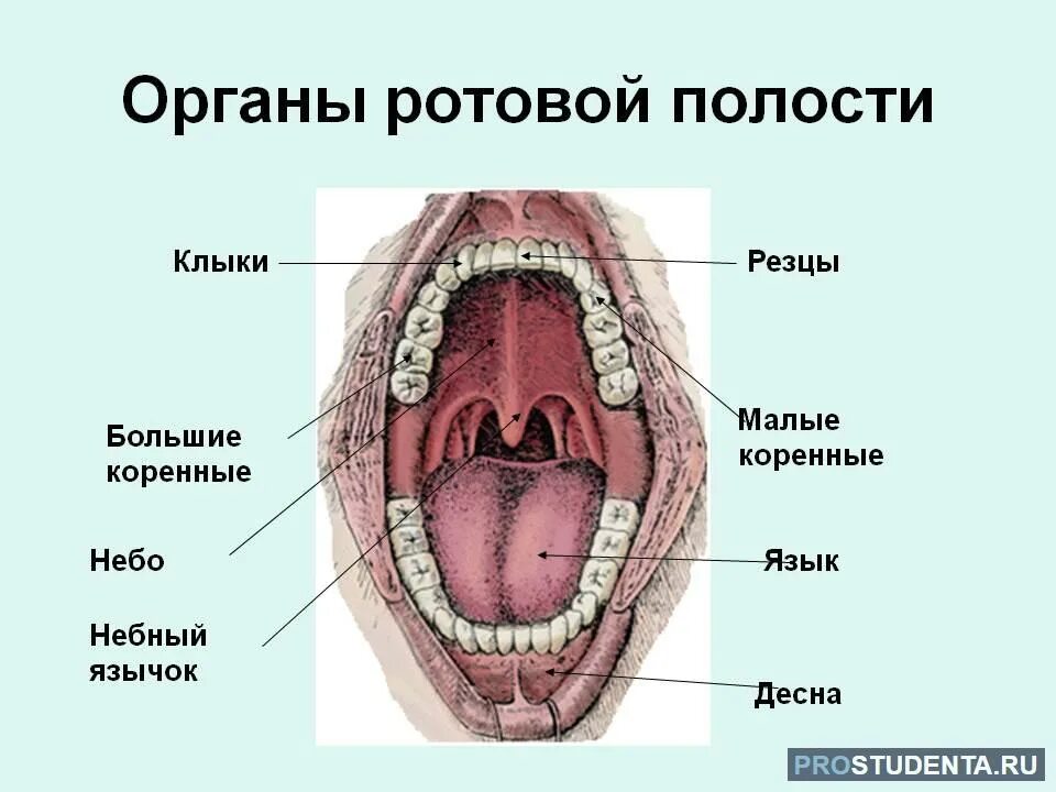 Разрез горла фото Внутренняя полость рта