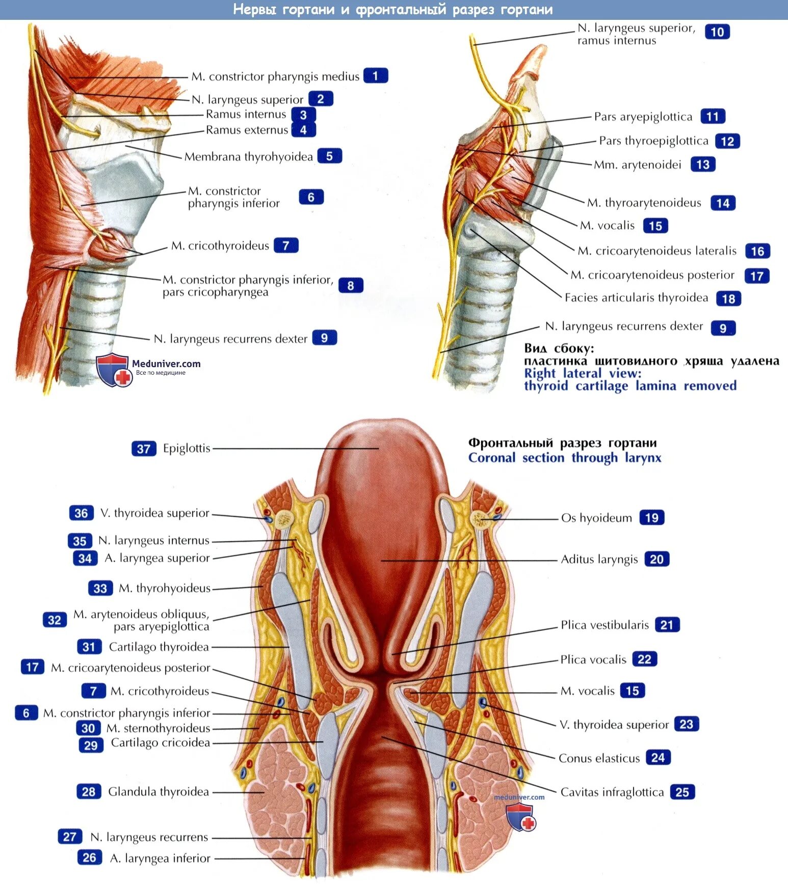 Разрез горла фото Нервы гортани и фронтальный разрез гортани - по атласу анатомии