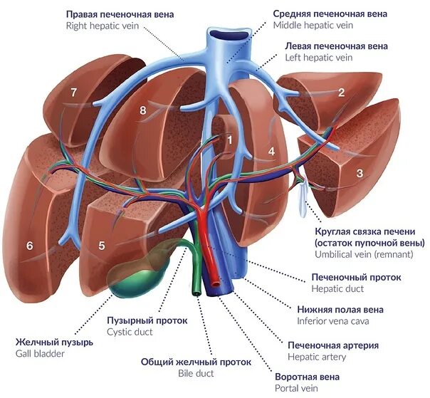 Разрез печени фото Liver The liver is a large organ with a reputation for being almost inaccessible