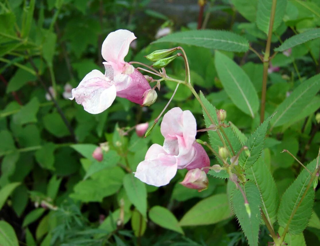 Разрыв трава это что за растение фото Файл:Impatiens glandulifera pic2.jpg - Википедия