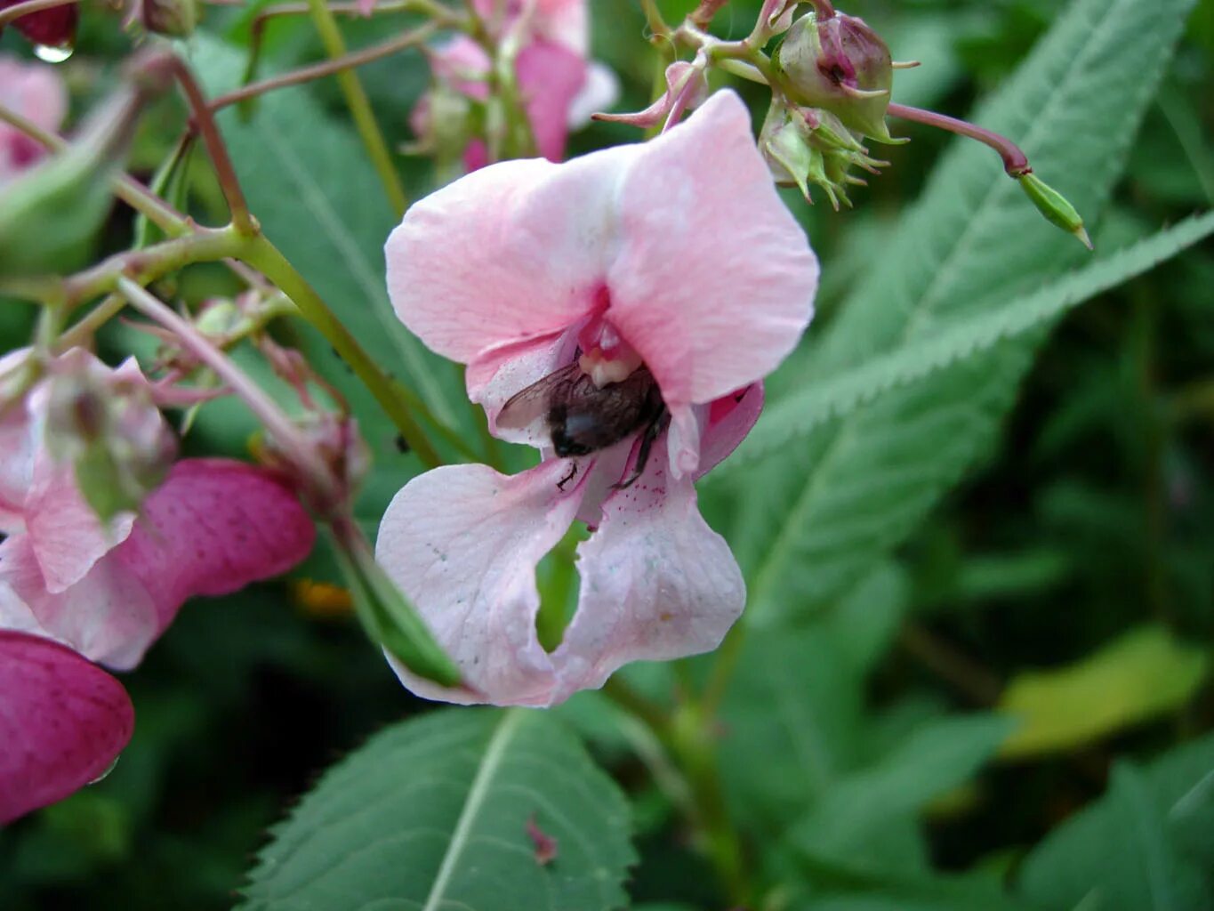 Разрыв трава это что за растение фото Файл:Impatiens glandulifera pic3.jpg - Википедия