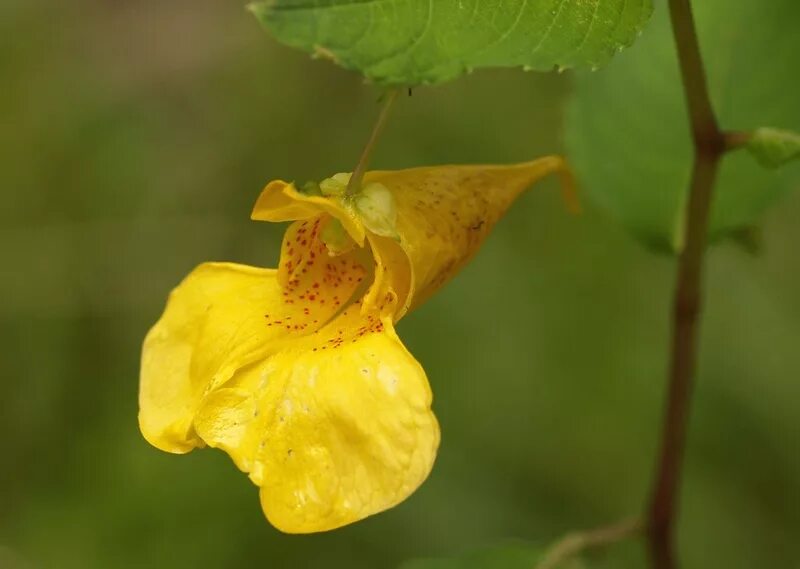 Разрыв трава фото Impatiens noli-tangere - Image of an specimen - Plantarium