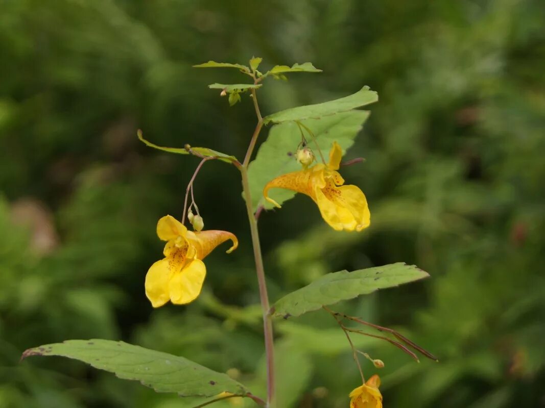 Разрыв трава фото Файл:Impatiens noli-tangere (7818663064).jpg - Вікіпедія