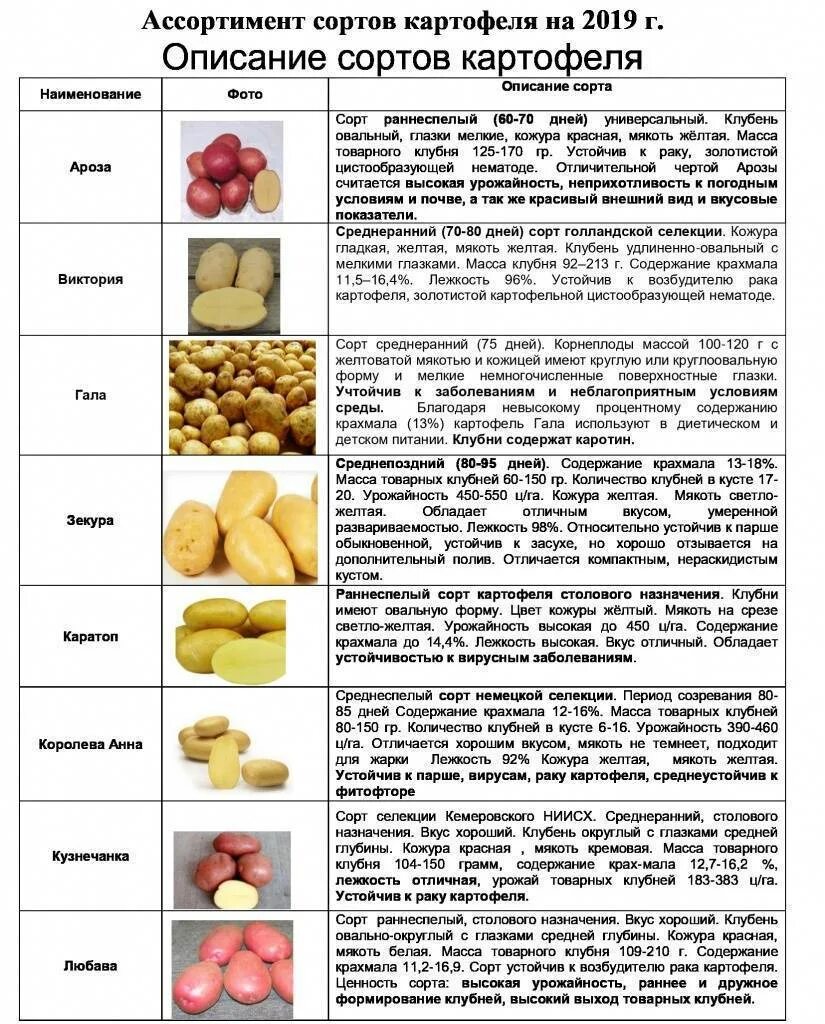 Разваристые сорта картофеля фото и описание Сорта картофеля для Сибири с описанием, характеристикой и отзывами, а также особ