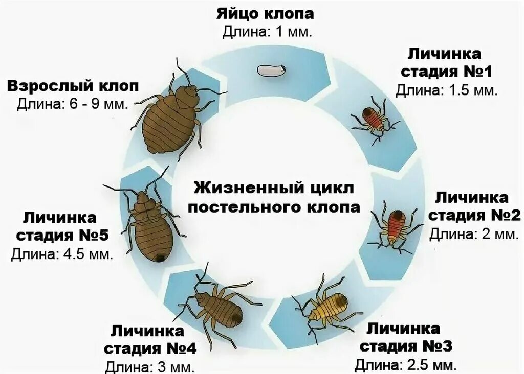 Развитие клопов постельных фото Panorama: Центр Дезинфекции, disinfection, disinsection, deratization, Балашиха,