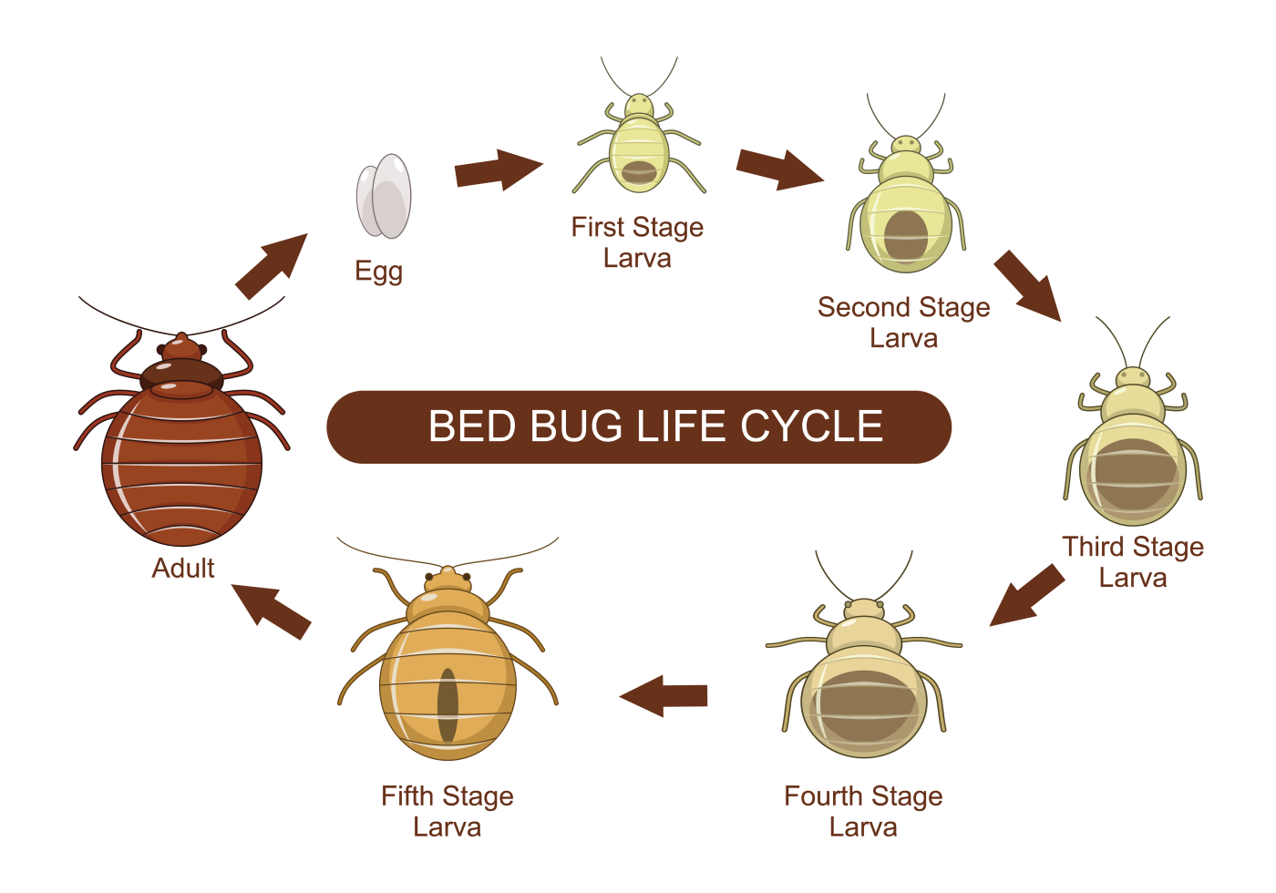 Развитие клопов постельных фото Bed Bug Life Cycle Vector 132508 Vector Art at Vecteezy