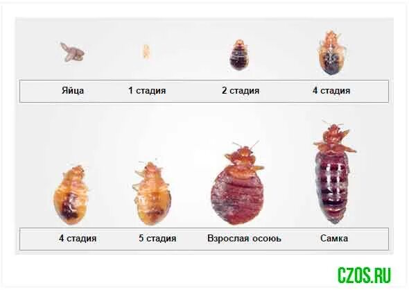 Развитие клопов постельных фото Стадии клопов: найдено 90 изображений