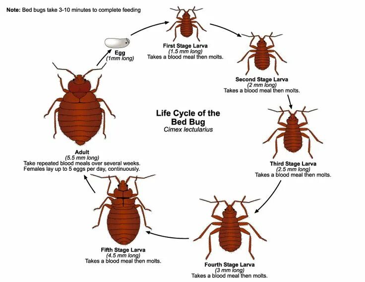 Развитие клопов постельных фото The lifecycle of the bed bug Punaises de lit, Traitement punaises de lit, Puce d