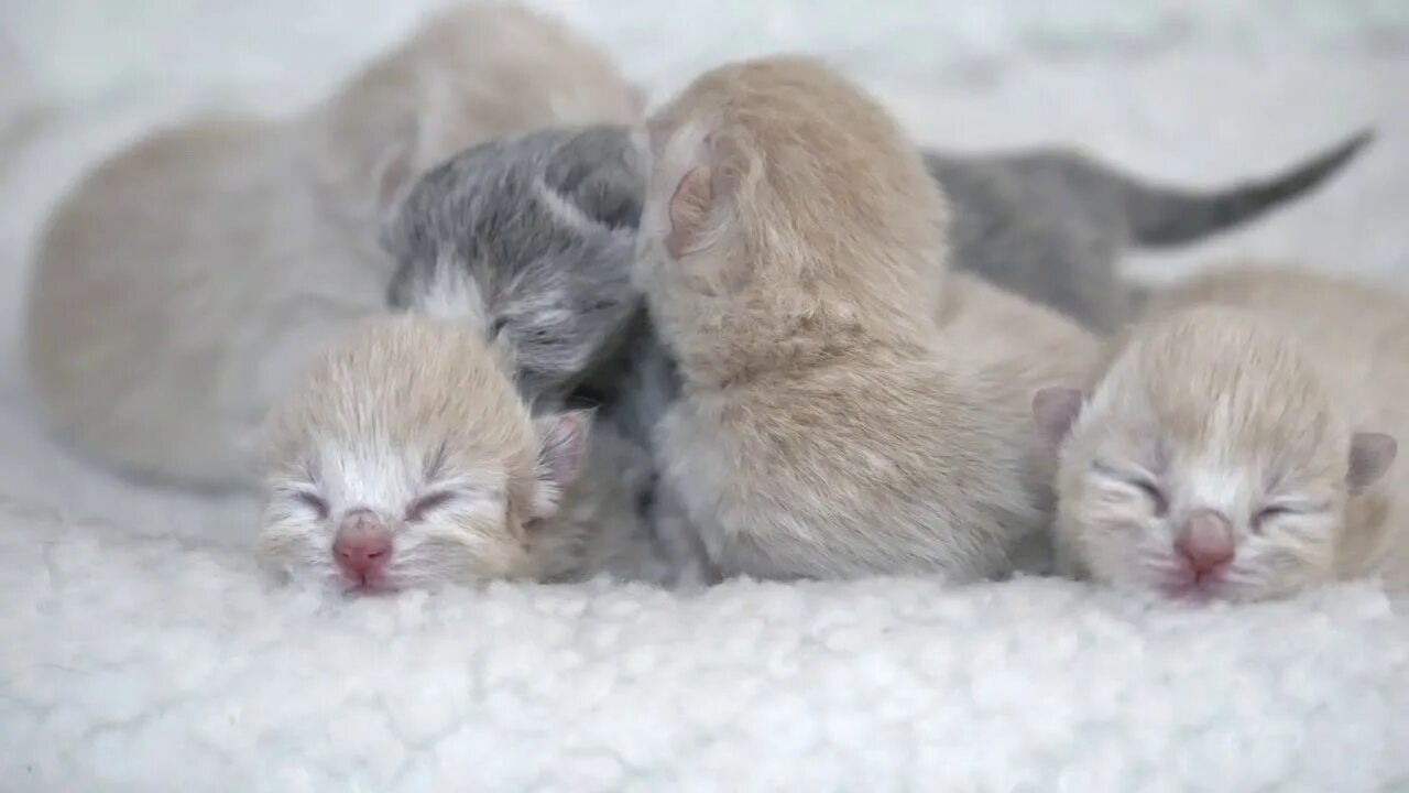 Развитие котят фото Новорожденные британские котята (Litter- N2) - YouTube