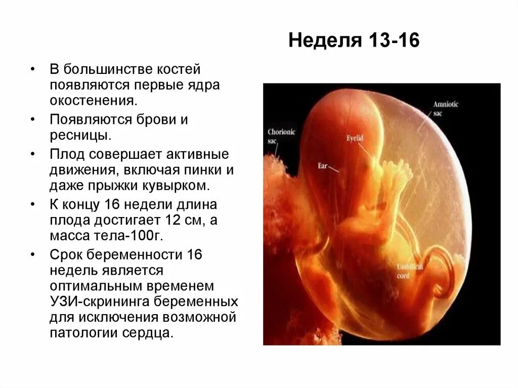 Развитие плода 13 недель фото Беременность 13 недель развитие плода: найдено 90 изображений