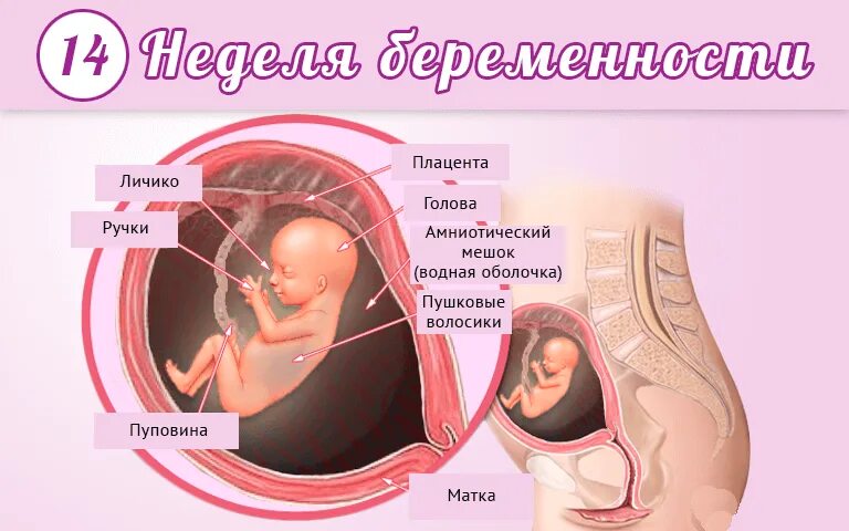 Развитие плода 13 недель фото На 14 неделе беременности Pro-беременность Дзен