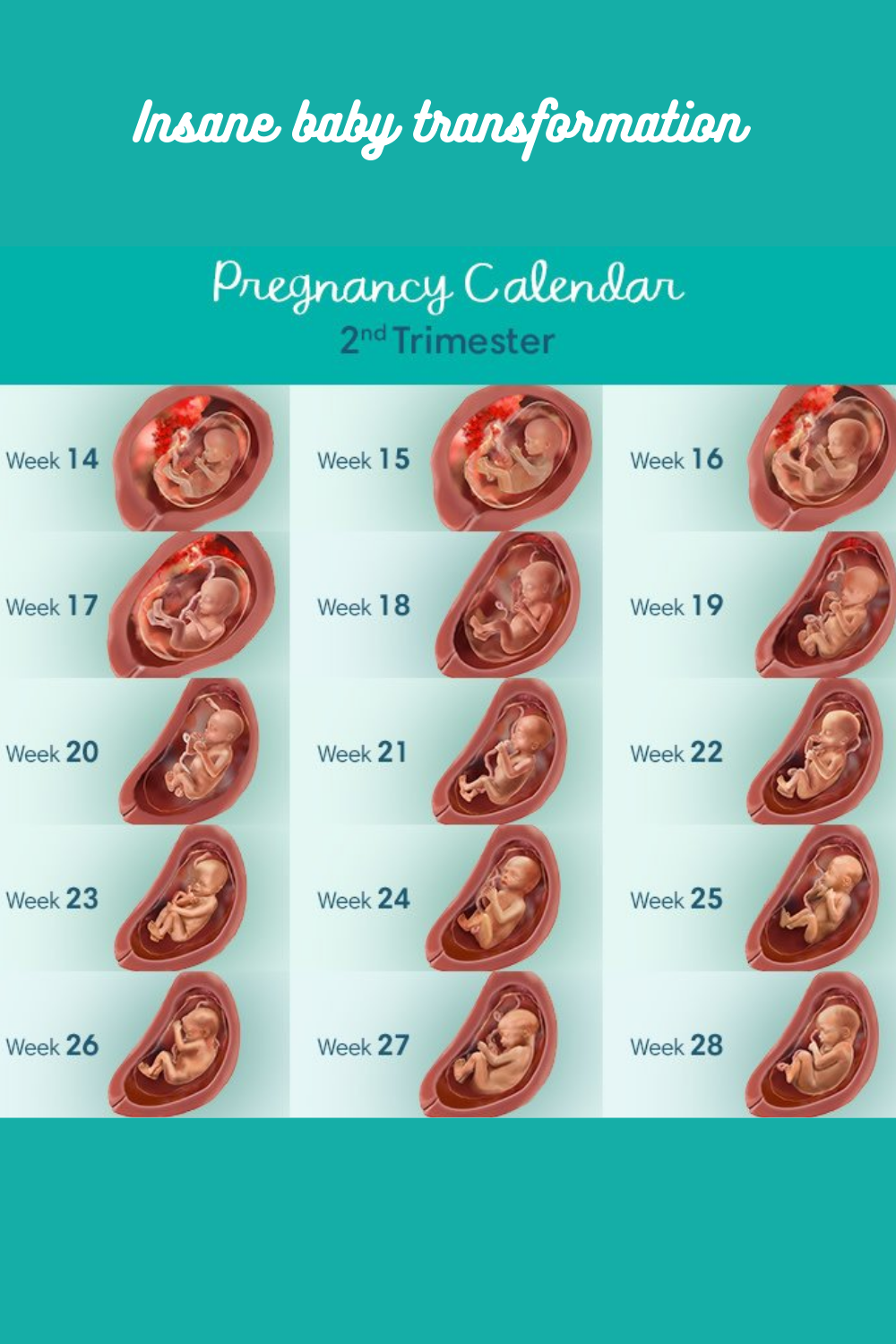 Развитие плода по месяцам фото Baby Transformation 2nd Trimester