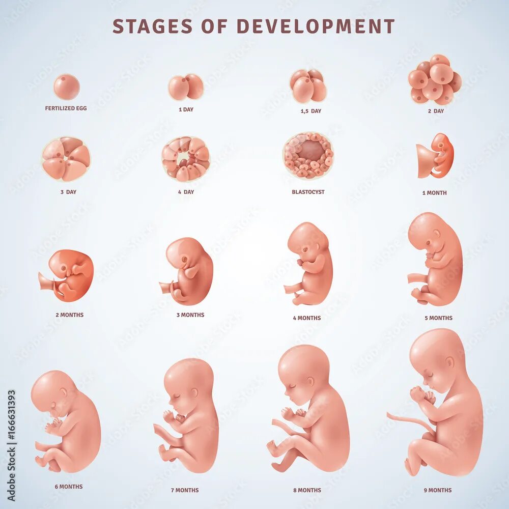 Развитие плода по месяцам фото Stages Human Embryonic Development Stock Vector Adobe Stock