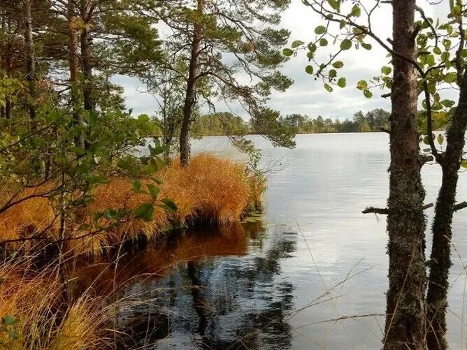 Рдейский заповедник фото Заповедные места России. 10 фактов про Рдейский заповедник 1. На самом юге. Геог