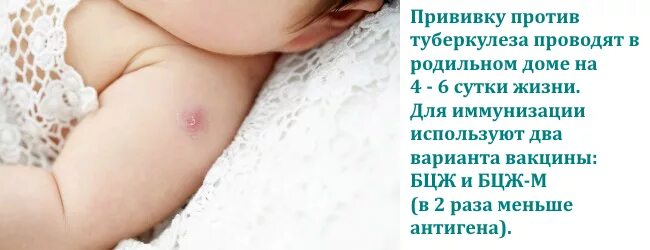 Реакция бцж по месяцам фото 24 марта - Всемирный день борьбы с туберкулезом (День фтизиатра) - Центр охраны 