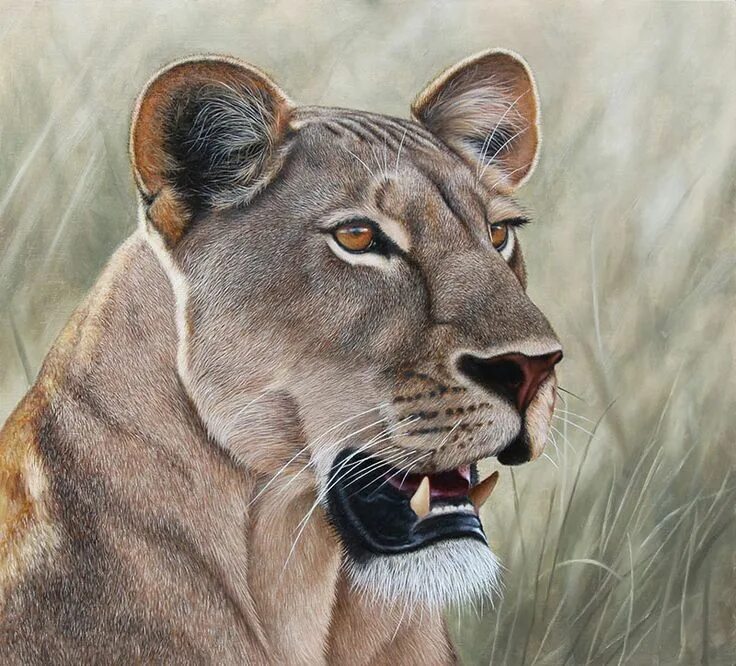 Реалистичные картинки животных Lioness painting by Stuart Herod #wildlifeart #lion #lionart Wildlife art, Anima