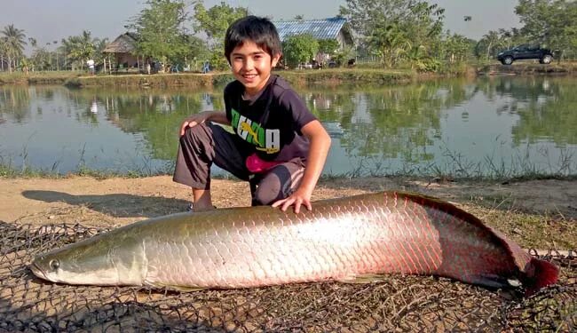 Реальная рыбалка на что ловить арапайма Predator Fishing in Bangkok Thailand for Arapaima - Fishing Khao Lak