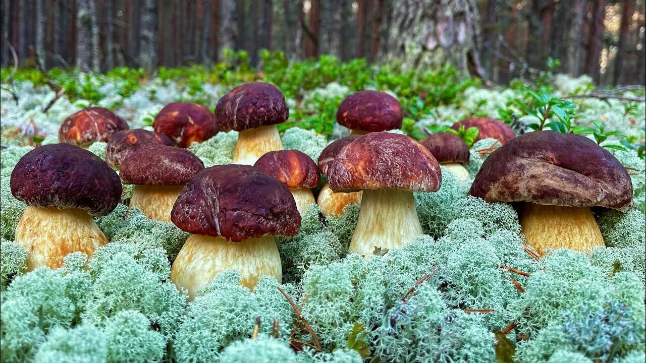 Реальное фото грибов Грибник ОШАРАШЕН, увидев МИЛЛИОН БЕЛЫХ ГРИБОВ! Грибники ТАКОГО НЕ ОЖИДАЛИ! Белые