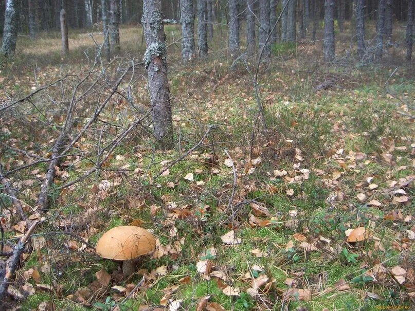 Реальное фото грибов В Увинском районе пенсионеры с внуком заблудились в лесу, пока собирали грибы. 1