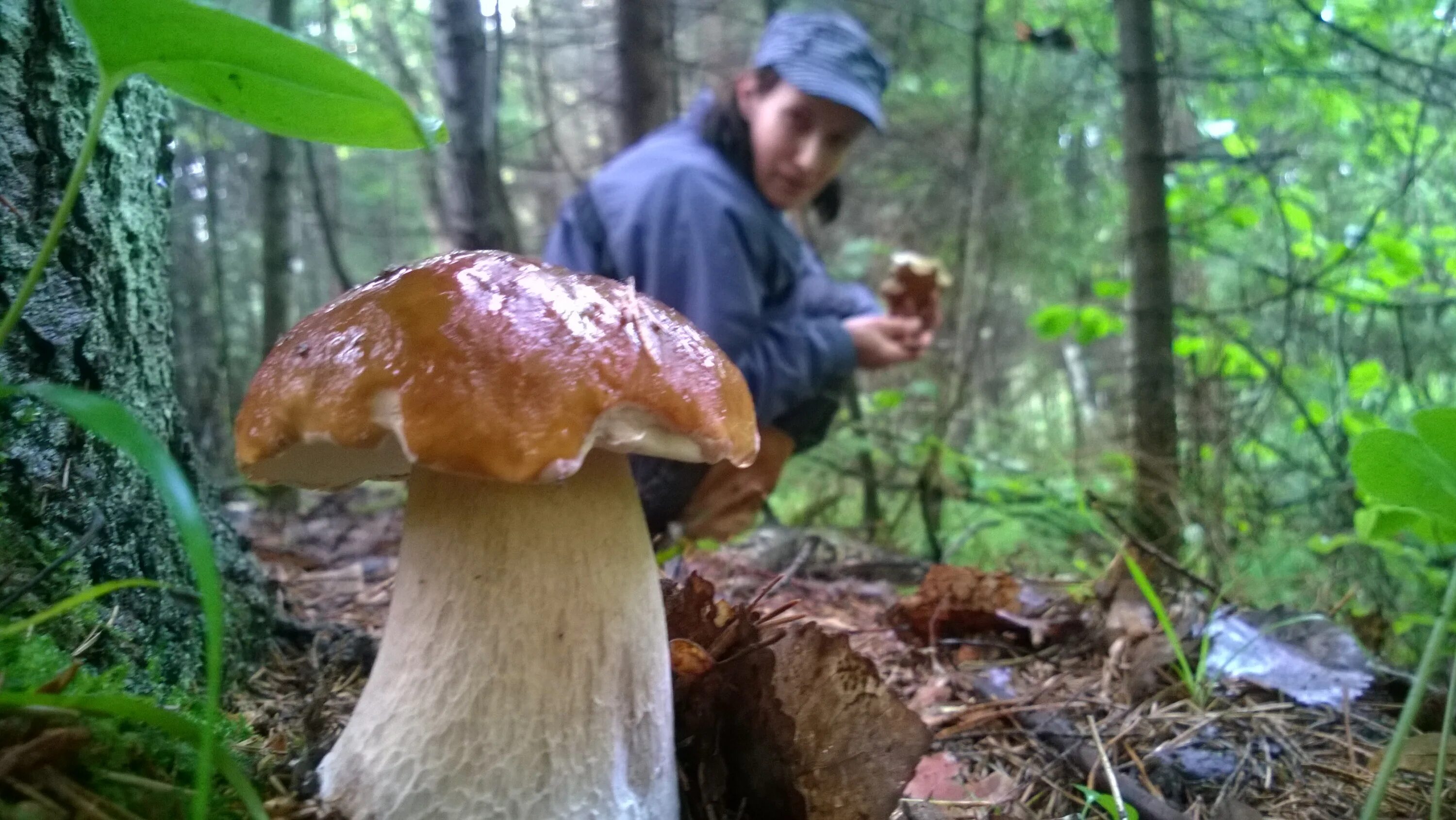 Реальное фото грибов Есть ли в Лидском районе грибы? И как не заблудиться, отправившись на тихую охот