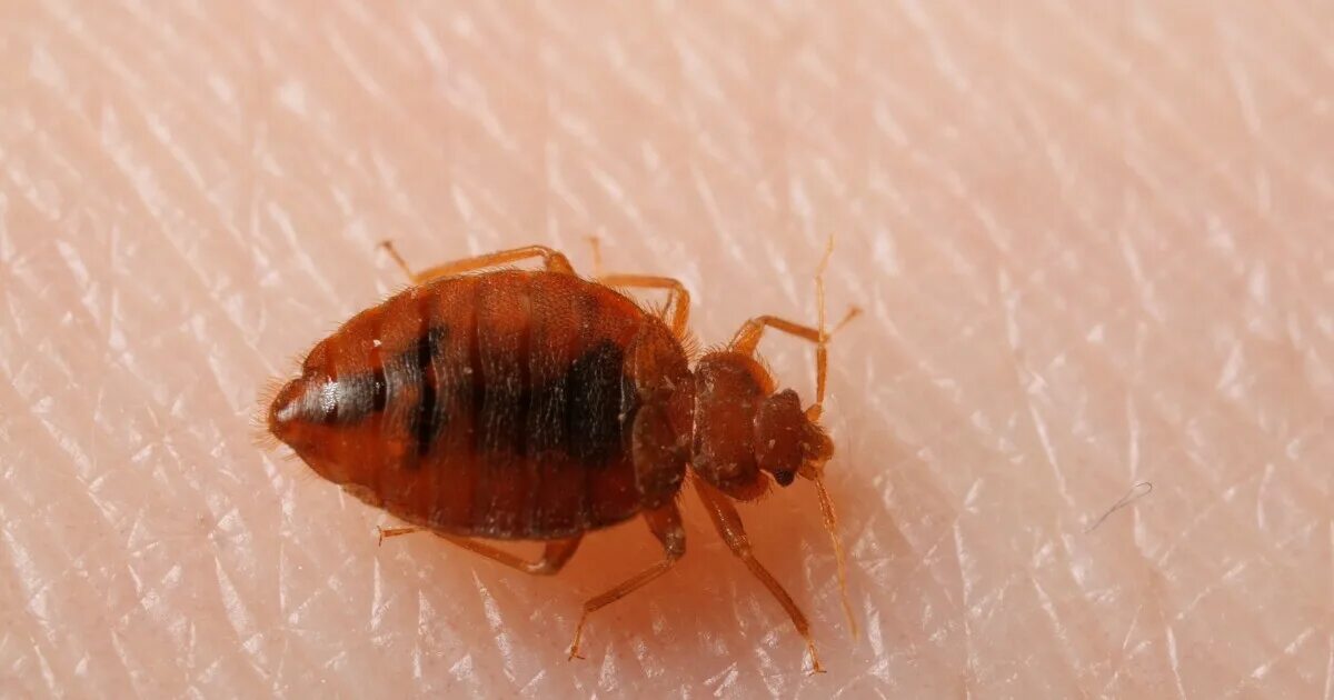 Реальное фото клопа How Best To Snag And Destroy Bedbugs?