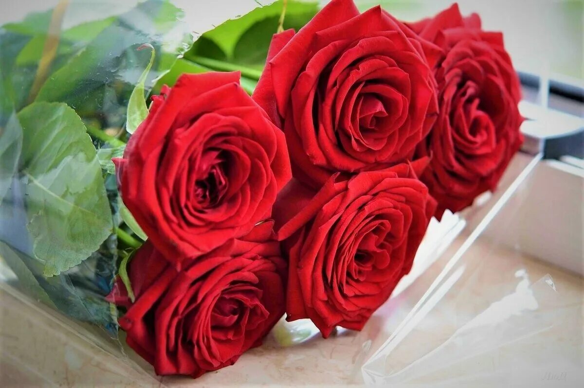 Реальное фото красных роз In Old Oskol, police detained a 22-year-old boy who stole 5 red roses from a flo