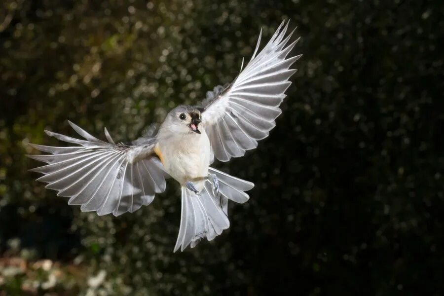 Реальное фото птицы Bird Brawlers Love Spectators--Other Avian Species Are Welcome at Ringside Scien