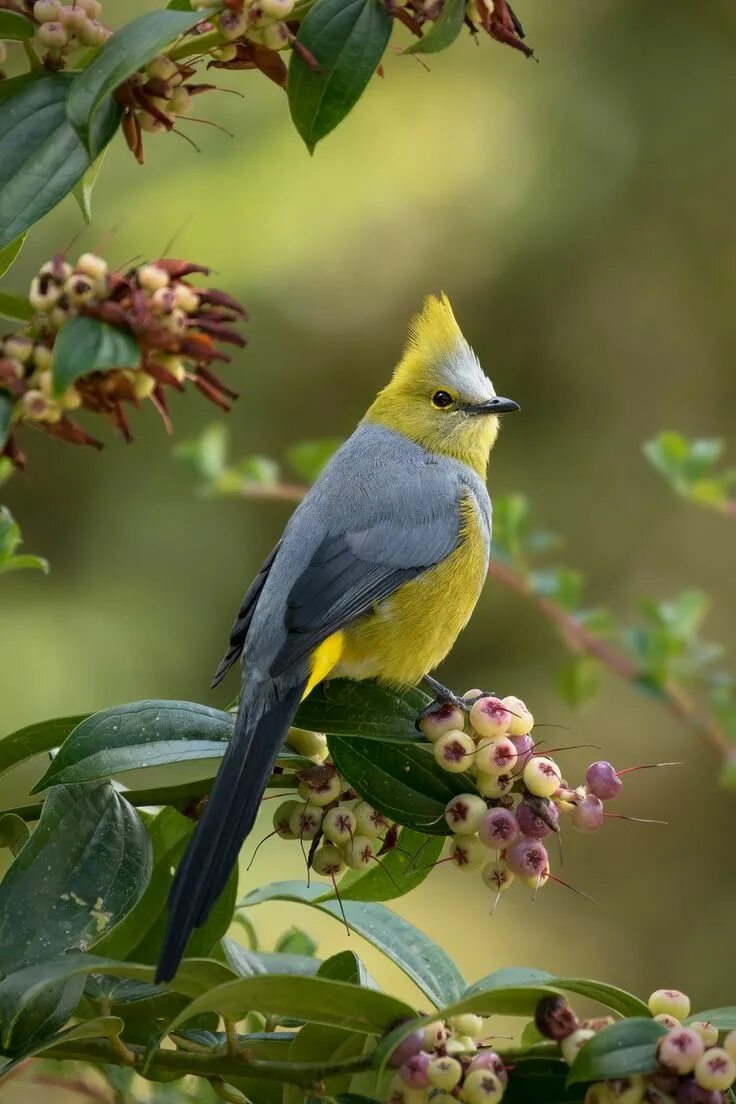 Реальное фото птицы Pin on ПТИЦЫ. Beautiful birds, Pet birds, Exotic birds