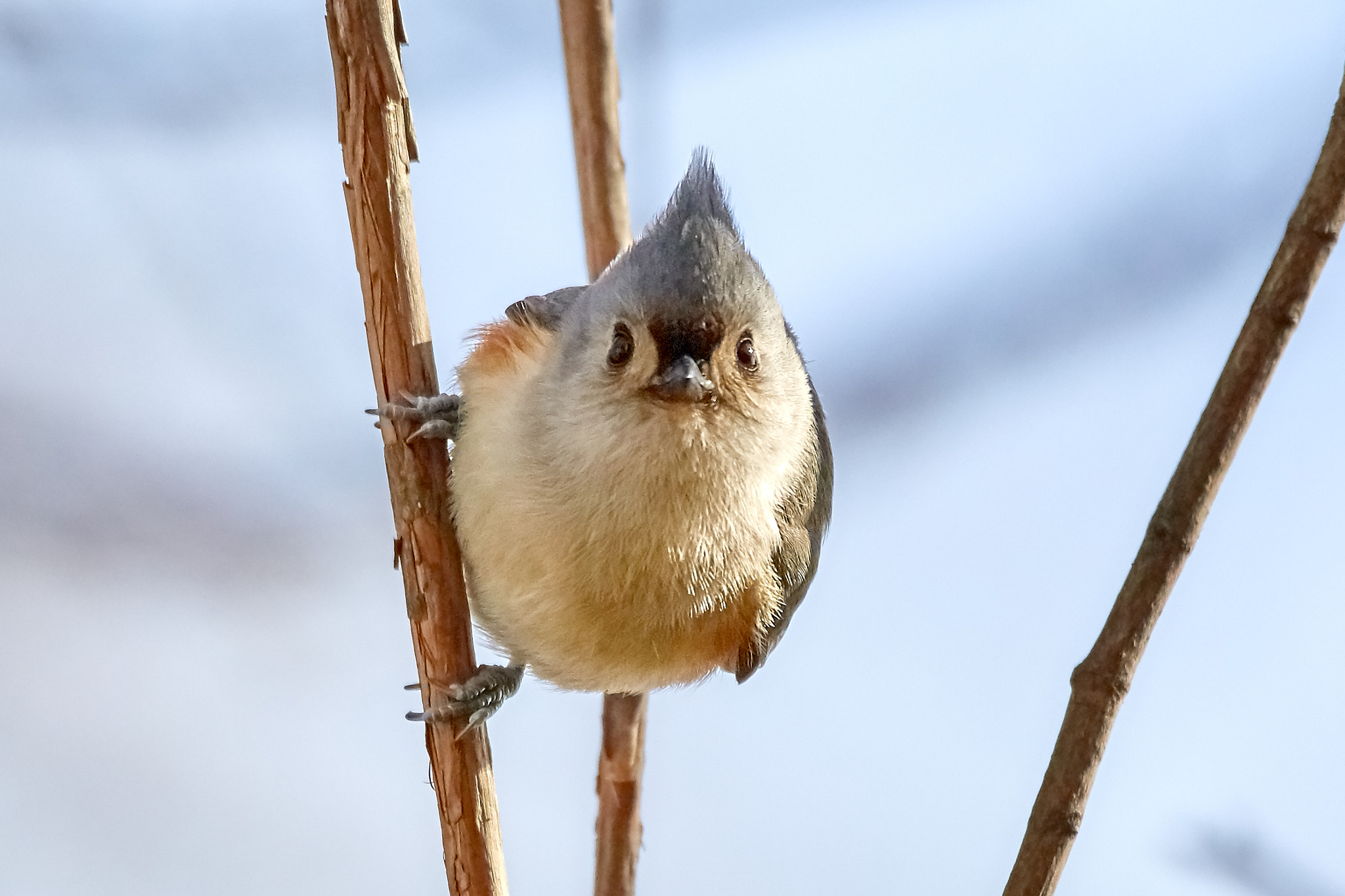 Реальное фото птицы File:Sideways Bird Tufted Titmouse (195720305).jpeg - Wikimedia Commons