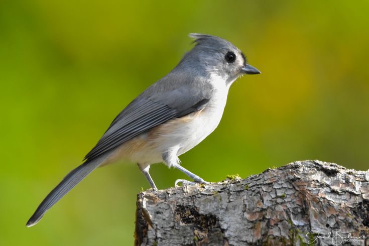 Реальное фото птицы Tufted Titmouse. Bird photography, Titmouse, Tufted