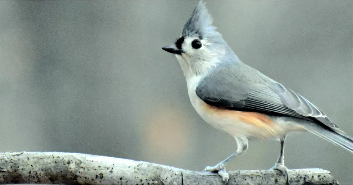 Реальное фото птицы #bioPGH Blog: The Tufted Titmouse Phipps Conservatory and Botanical Gardens Pitt