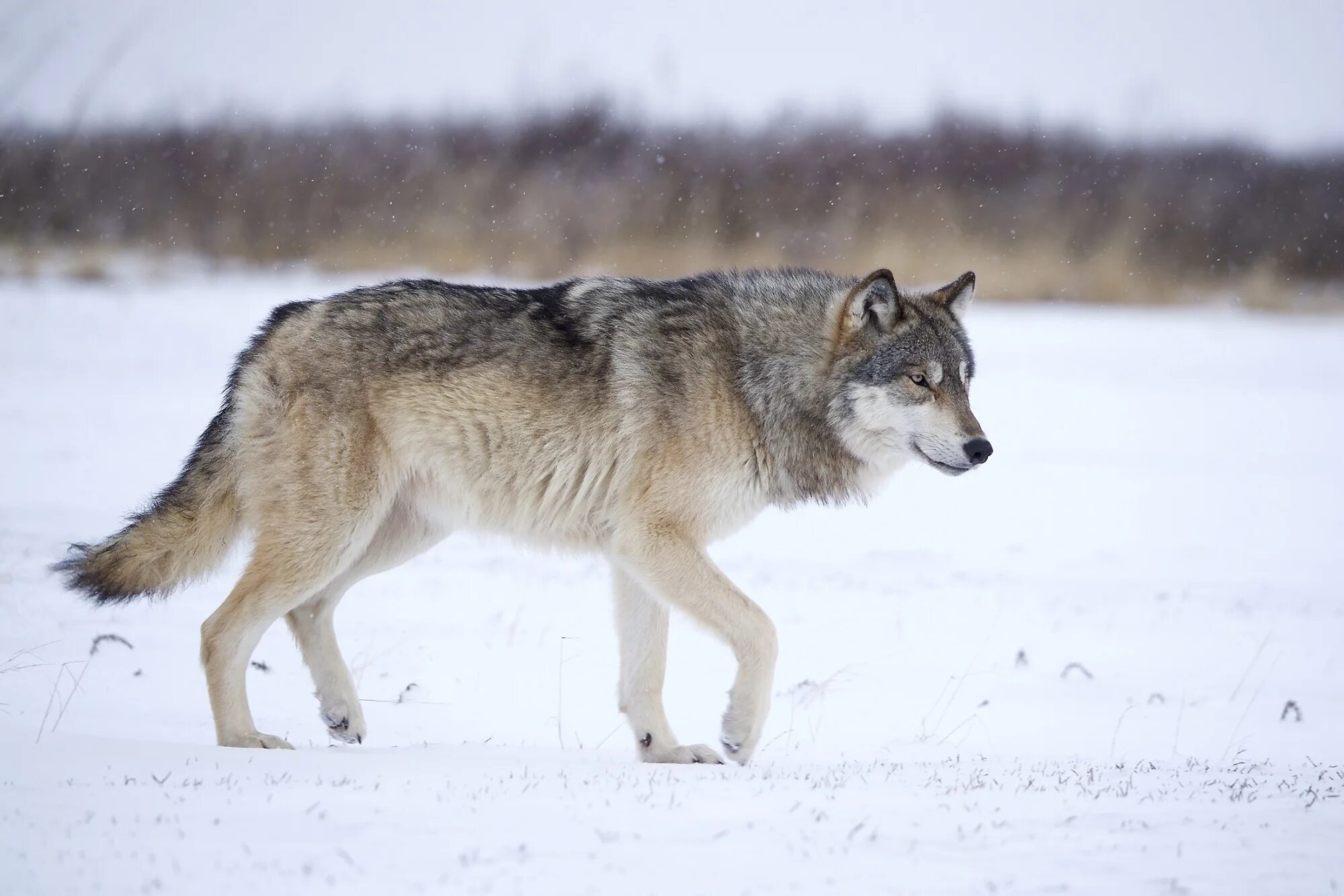 Реальное фото волка US House Passes Bill to Drop Legal Protections for Gray Wolves - Bloomberg